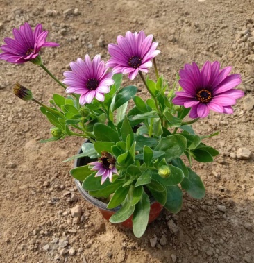 南非万寿菊盆栽植物盆栽万寿菊盆栽花卉盆栽南非万寿菊