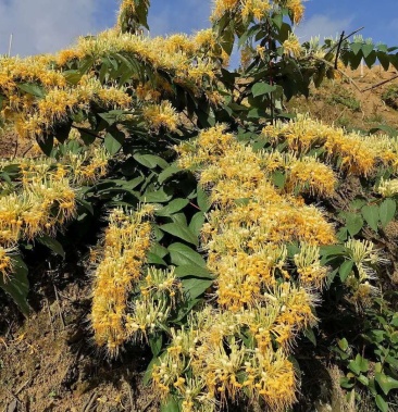 金银花嫁接苗称山银花开花五彩花