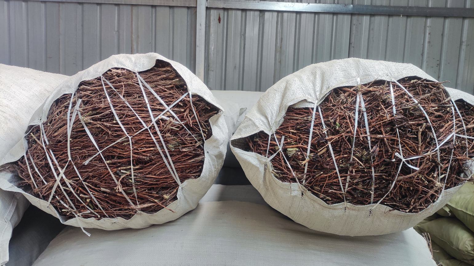 现代中药制剂车间中的醋柴胡成品包装线