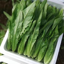 邯郸永年油麦菜