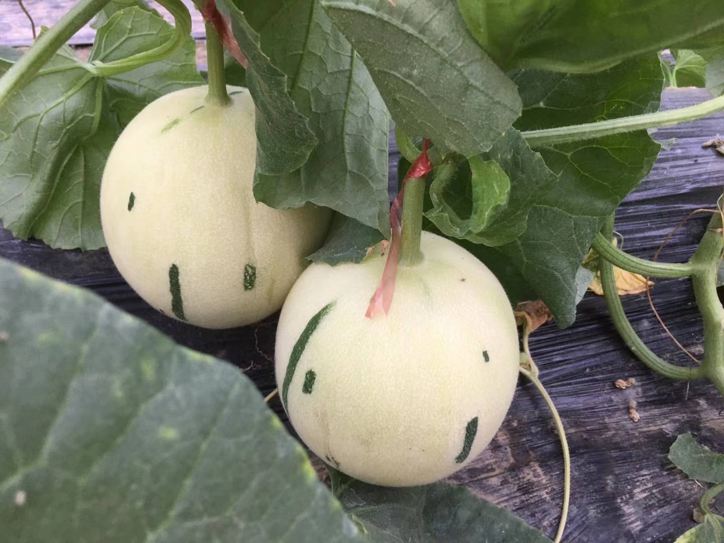 博洋甜瓜种子特写：饱满匀称的浅褐色椭圆形杂交种子，表面有细微纵纹，置于白色陶瓷盘中，背景为绿色瓜叶与成熟博洋甜瓜果实