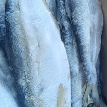 白磷鱼，特大个，蒸炸烹饪都可以！老百姓饭桌上必备，不包邮