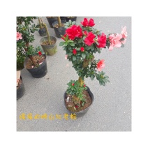嫁接杜鹃花老桩福建龙岩基地直销