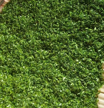 [海青绿茶批发]青岛海青茶叶价格800.00元/斤 - 一亩田