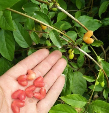 相思果树苗也叫杈杷果爱情果鸳鸯果