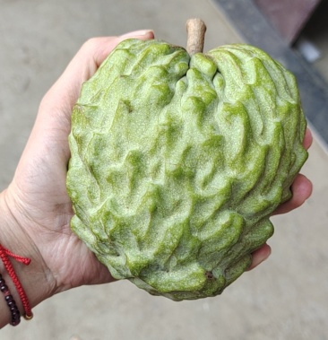 释迦果火龙果三月李西瓜杨梅代办一件代发对接电商