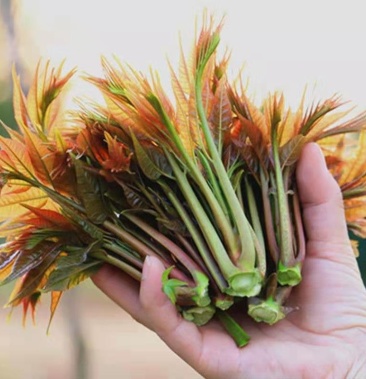 贵州特产露天新鲜香椿芽香春菜现摘现发新鲜蔬菜头茬野生红香