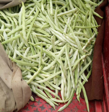 畅销榜白不老豆角芸豆产地直销货源充足