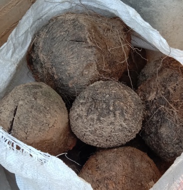 [薯莨批发]新鲜薯莨价格1.00元/斤 - 一亩田