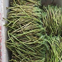 野生蓠蒿