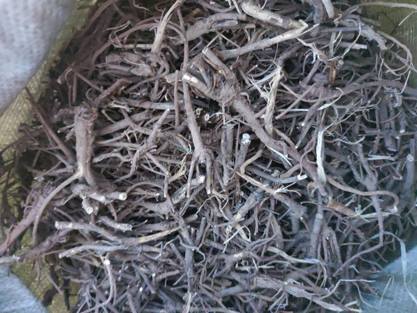 北柴胡采收现场