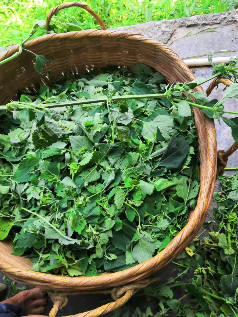 广西中草药防风草 鱼针草土藿香 抹药抹草