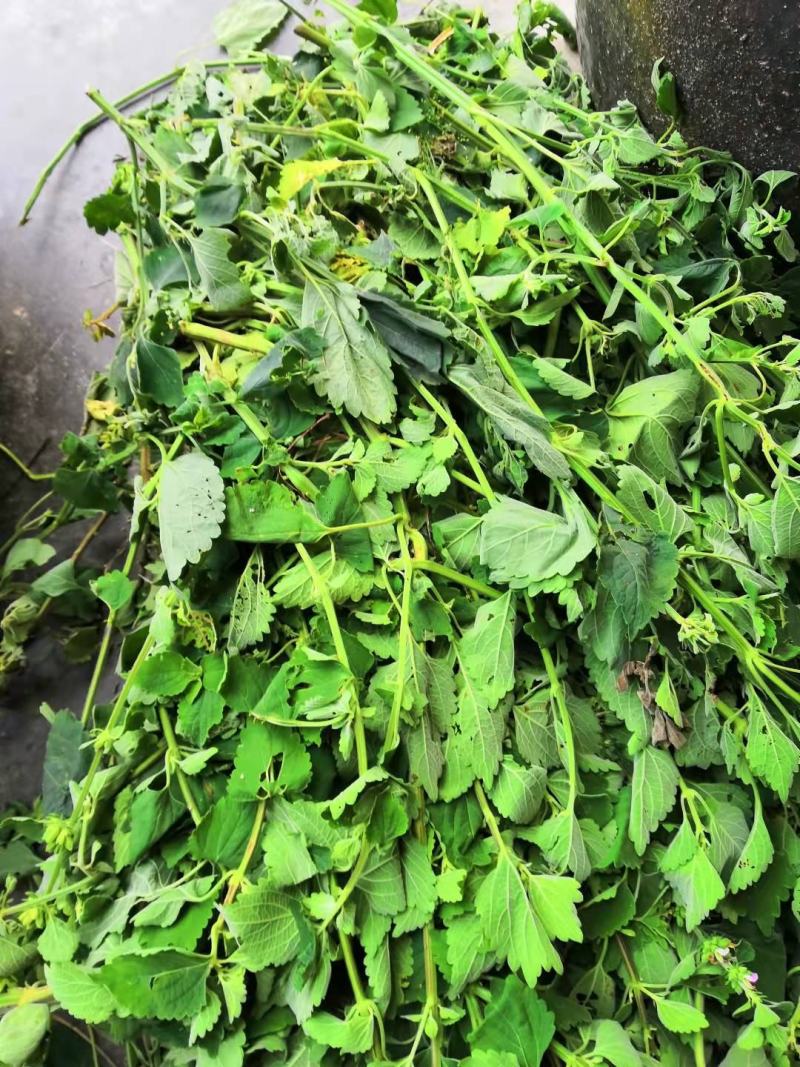 广西中草药防风草 鱼针草土藿香 抹药抹草