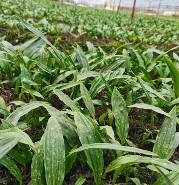 [毛慈菇苗批发]毛慈菇苗,驯化两年苗,成活率90%以上!价格1.