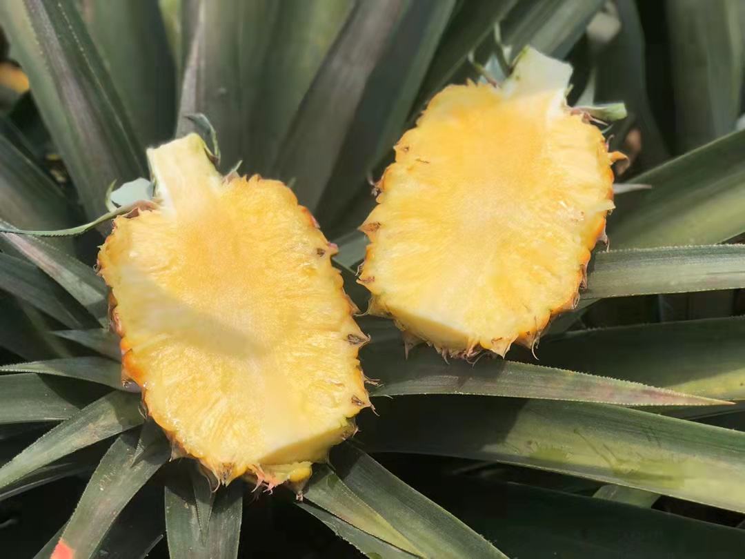芒果凤梨与金钻凤梨果肉切片对比图