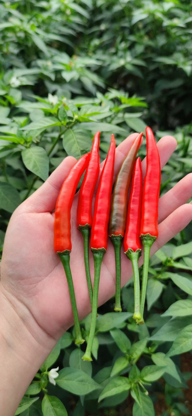 海南朝天椒 新鲜小米辣 小米椒 指天椒 一百斤起发货