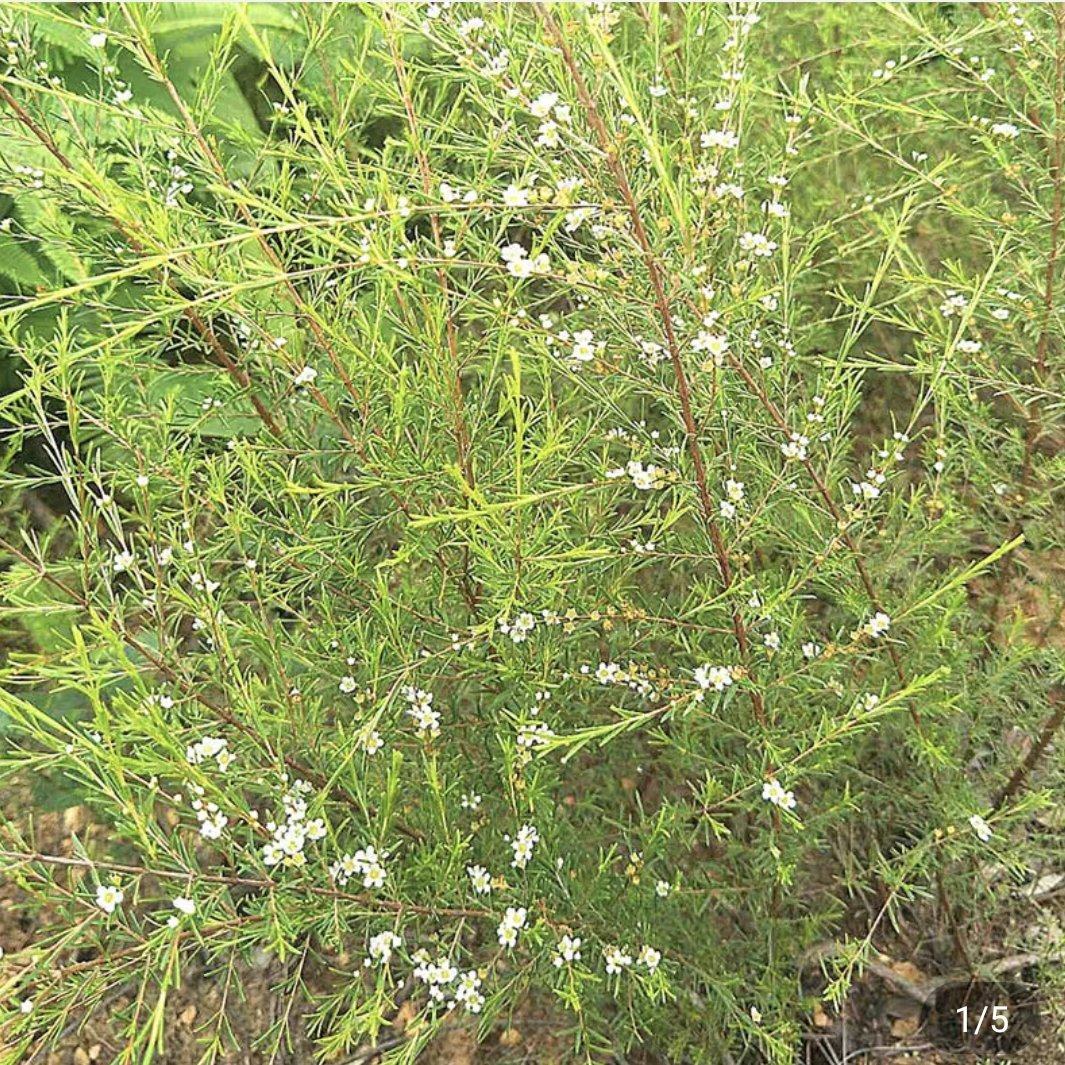 [批发]广东湛江遂溪县 1.50元/棵岗松苗 _ 一亩田