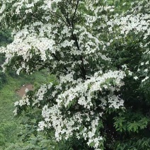香港四照花，秀丽四照花大花四照头状四照花日本四照花山荔枝