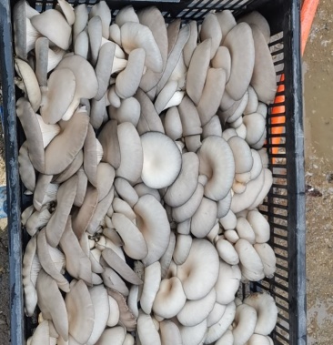 [平菇批发]精品黑平菇现采新品,中小叶片,常年直供,河南省驻马店上蔡