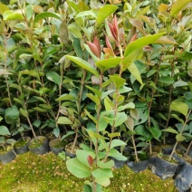 白花油茶小苗欢迎来到广东广州绿化树苗造林苗复绿苗基地