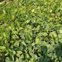 紫荆花小苗欢迎来到广东广州绿化树苗造林苗复绿苗基地