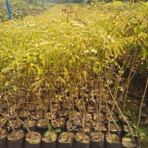 凤凰木小苗欢迎来到广东广州绿化树苗造林苗复绿苗基地