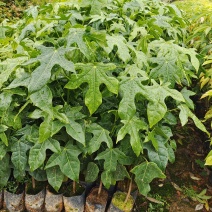 澳洲火焰木小苗欢迎来到广东广州绿化树苗造林苗复绿苗基地