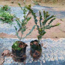 黑骨茶苗（黑檀木小苗）欢迎来到广东广州绿化树造林苗复绿苗