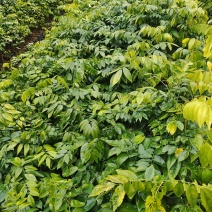海南黄花梨小苗广东广州绿化树苗造林苗复绿苗基地