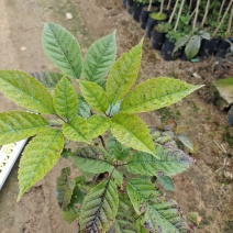 绣球紫花风铃小苗广东广州绿化树苗造林苗复绿苗基地