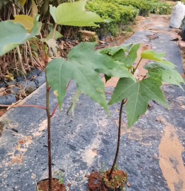 千年桐油桐苗欢迎来到广东广州绿化树苗造林苗基地直发