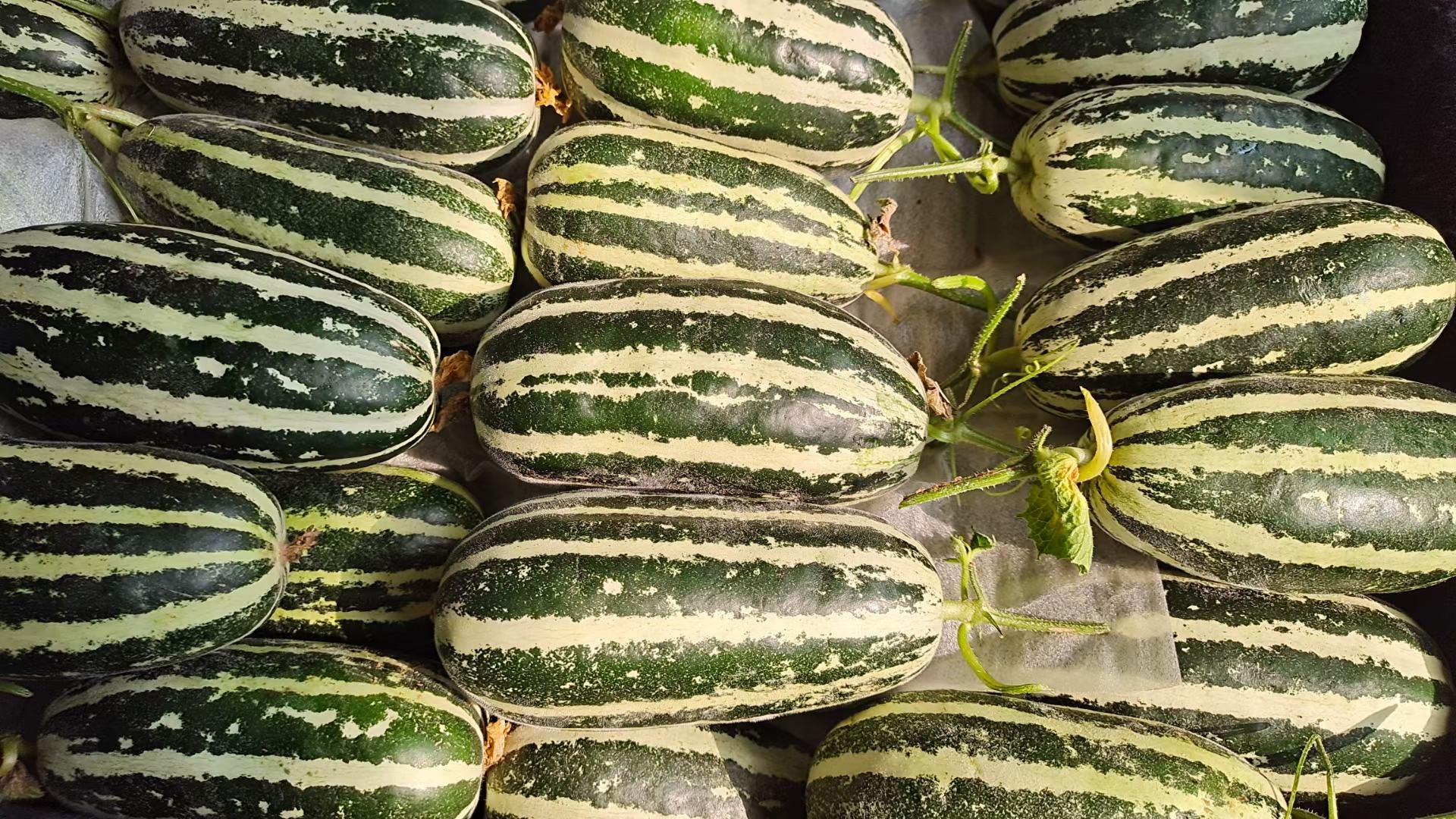 博洋九号瓜整体外观特写