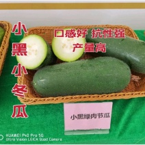 黑皮小冬瓜小黑绿肉节瓜种子肉质脆绿抗性强产量高
