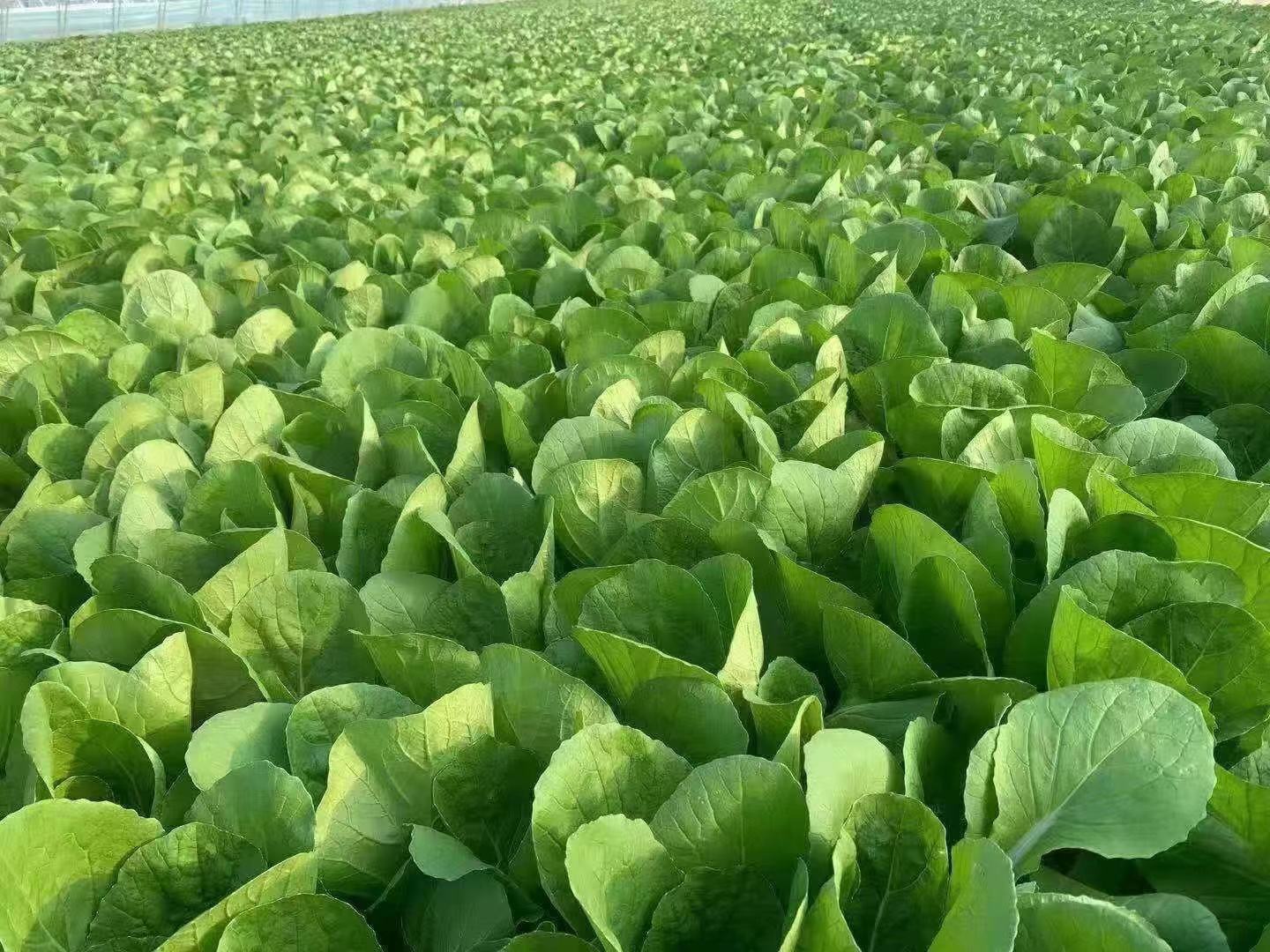 展示一片整齐划一的上海青白菜种植基地,反映现代农业规模化、集约化的发展趋势 上海青白菜种植基地航拍图