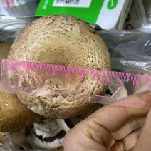 奥吉特牛排菇