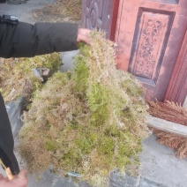 海花草，水苔