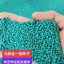 马蹄金种子绿化草坪牧草种子草籽四季易种易活耐活品种