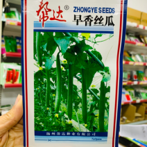 帮达早香丝瓜种子一代杂交种长棒形香丝瓜种子耐低温