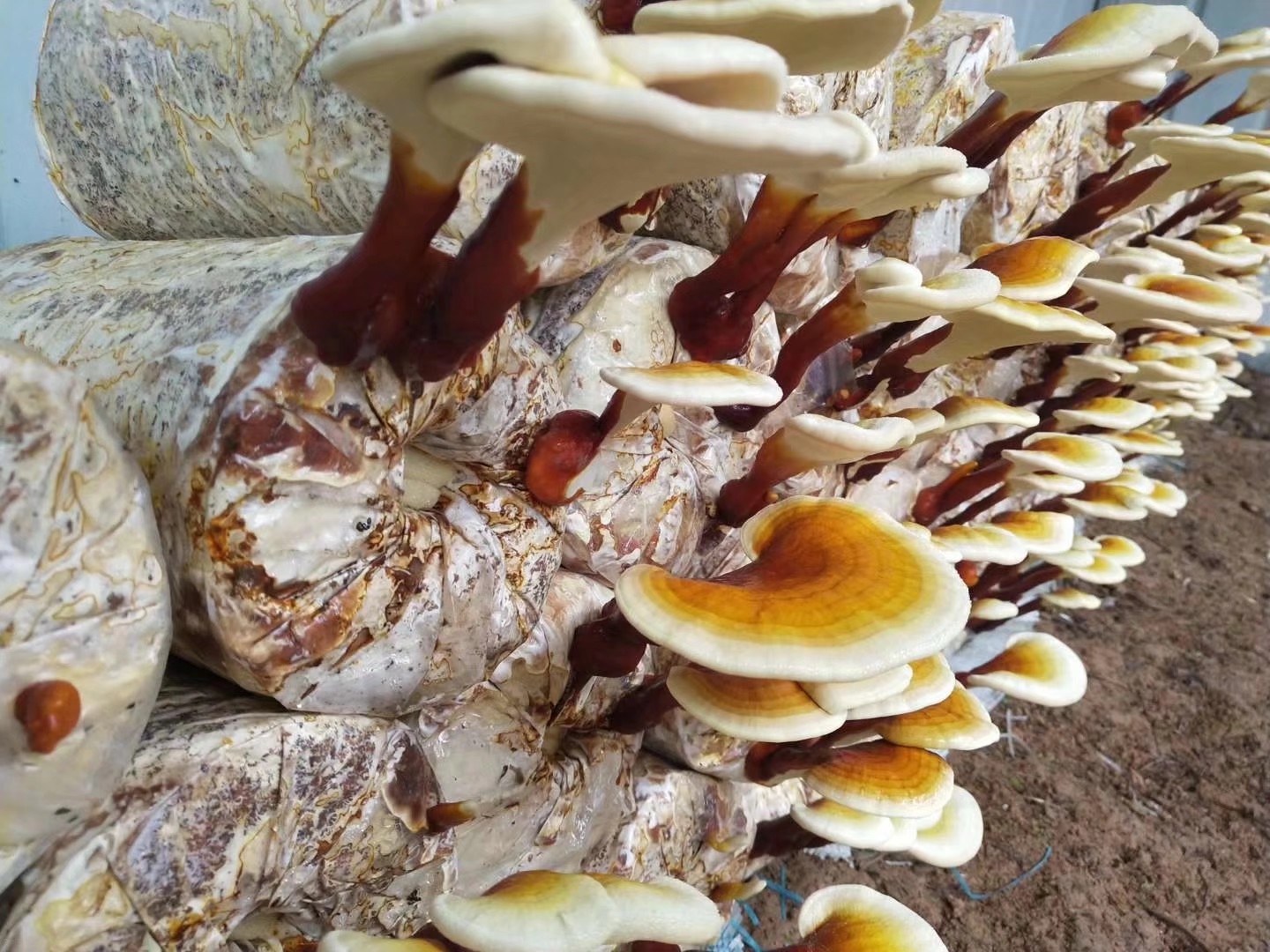 赤灵芝子实体特写