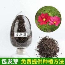 波斯菊种子，格桑花种子景赏花海绿化庭院易种易活花籽花种子