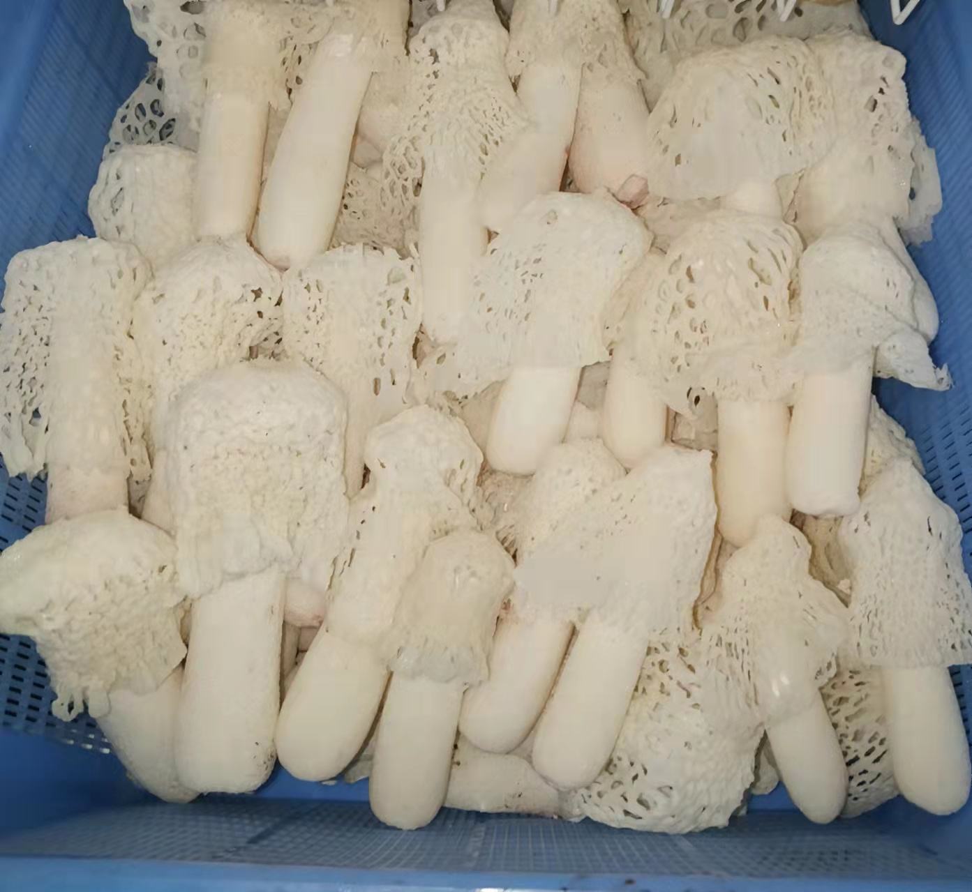 棘托竹荪系列产品展示图