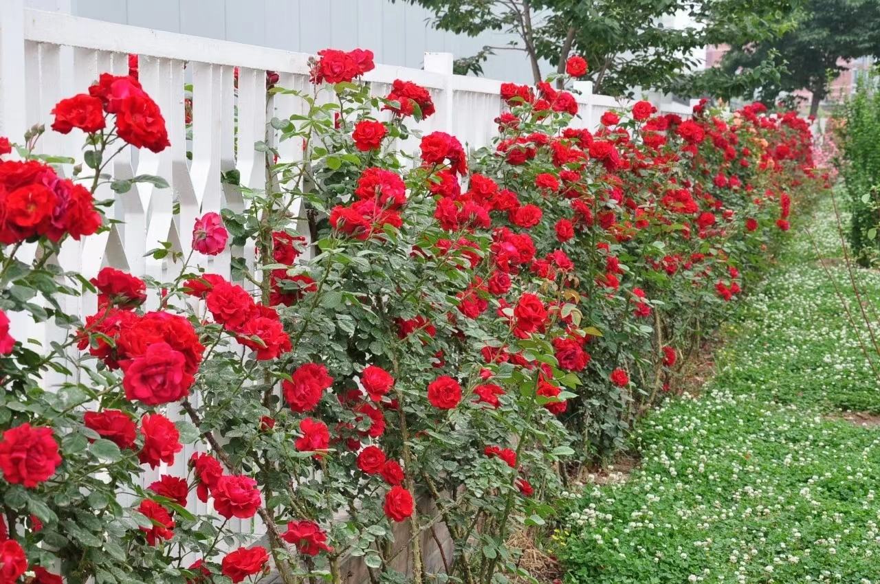 园艺师正在修剪灌木月季与测量藤本月季枝条