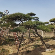 造型松