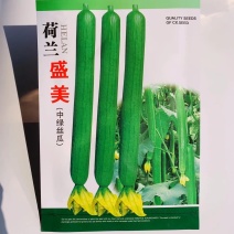 荷兰盛美丝瓜种子中绿丝瓜叶片小拔节短特长丝瓜种子香丝瓜
