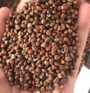 新货莱菔子生白萝卜种籽非野生非炒熟中药材茶免费磨莱菔籽粉