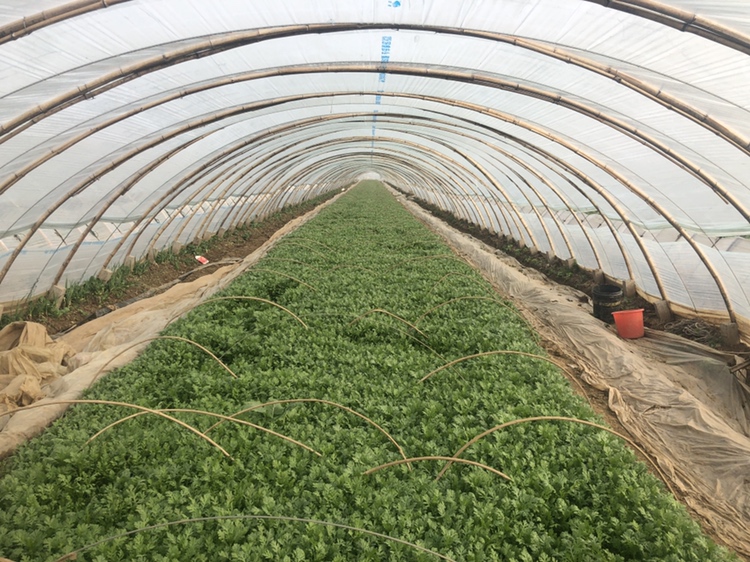 展示在塑料大棚或日光温室中进行茼蒿种植的现场情况,包括温控设备、灌溉系统和整齐排列的茼蒿植株 茼蒿温室栽培场景