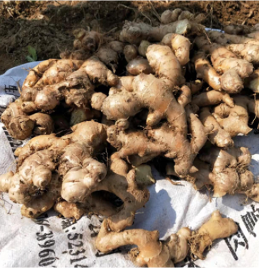 自家山上种优质小黄姜新鲜出土现卖现挖质量保证