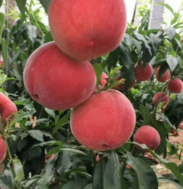 水蜜桃大量上市河北省唐山市乐亭欢迎各位老板咨询