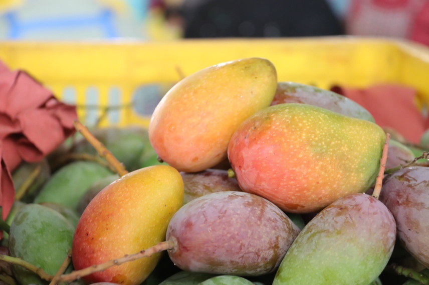 消费者选购贵妃芒场景