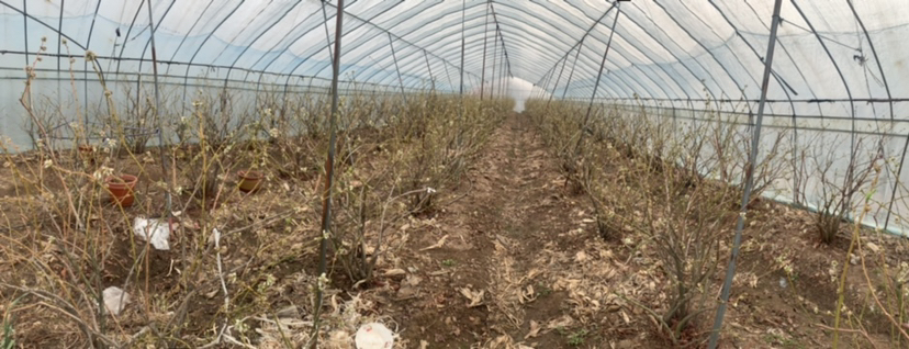 蓝莓植株出现叶片干枯现象